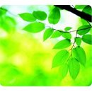 Fellowes 59038 Earth Series egérpad (levelek)