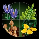 LEGO® Botanicals Erdei gombák 11505